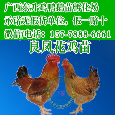黑龙江鸡苗孵化机长沙附近的土鸡孵化场