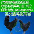 重庆哪里有鸡苗卖-东升禽业157-7888-6661欢迎您图片