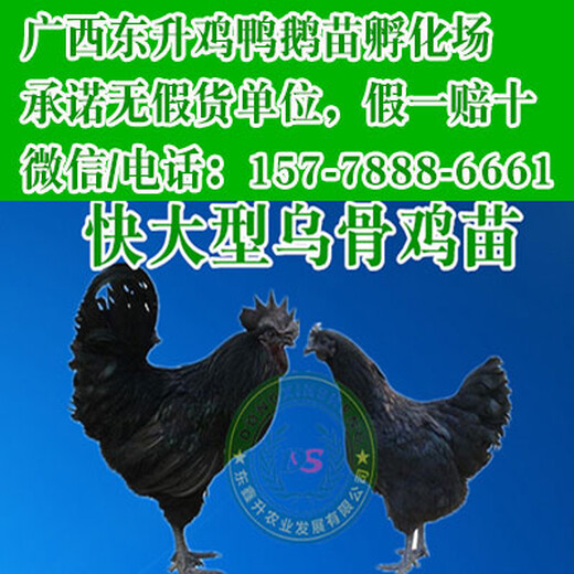 广东鸭苗乳化场通辽鸡苗批发