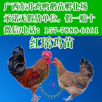 重庆大渡口黑鸡苗新价格-赣州养殖合作社