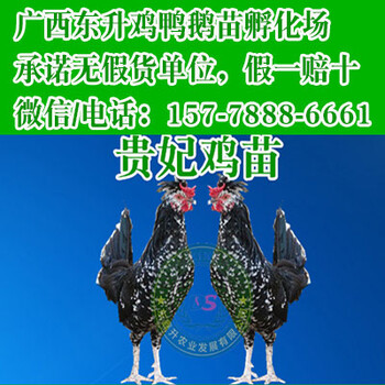 良凤鸡图片-辽宁孵化厂
