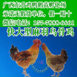 土鸡品种大全-东升禽业157-7888-6661欢迎您图片