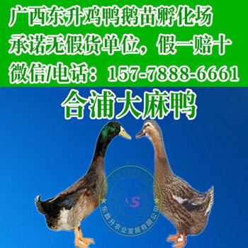中山K9鸡苗-黑鸡苗价格-鹅苗图片