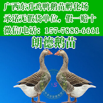 广东茂名红瑶鸡苗多少钱一只-金鸡苗报价网肉鸡苗价格