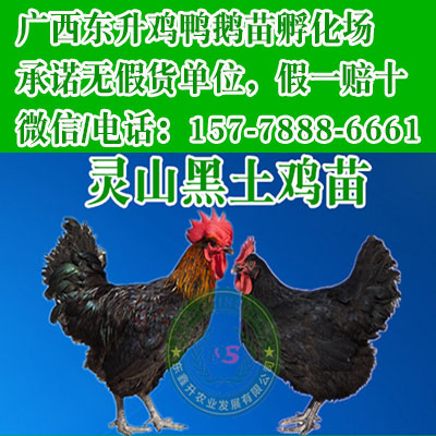 广西贺州麻鸭苗-鸡苗厂