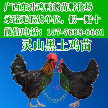 黑龙江鸭苗脱温-沂水有孵化鸡的吗?