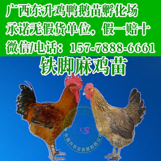 柴鸡苗格-江西省鸡苗抚化厂