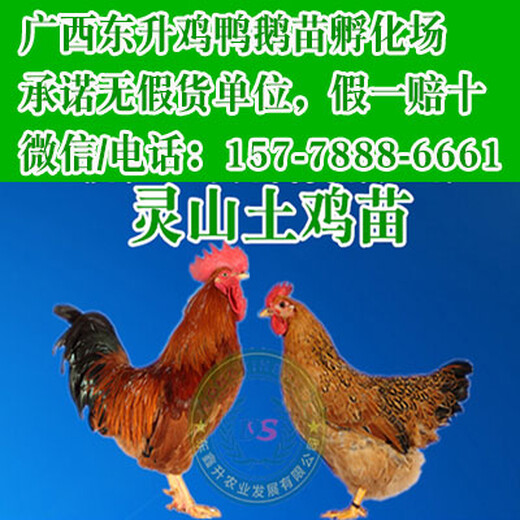 广东鹅苗供应商-天津鸡苗孵化器