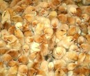 广西玉林鸡苗公司-双鸭山大种杂交鸭苗多少钱一只-昆明养鹅合作社图片