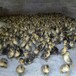 盧灣雞苗孵化機-大型養雞場視頻-黑鳳雞哪里有雞苗出售