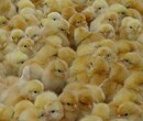 欽州麻雞苗價格-綠殼蛋雞苗多少錢一只圖片