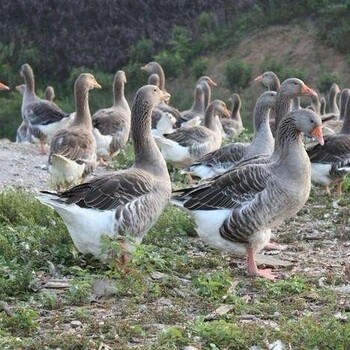 山西湘黄土鸡苗价格