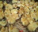 鸡苗-肉鸭养殖大棚视频图片