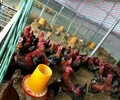 芦花鸡苗-鸭子养殖加盟提供鸭苗