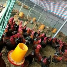 朔州七彩山鸡苗价格散养土鸡苗多少钱一只出售贵妃鸡苗图片