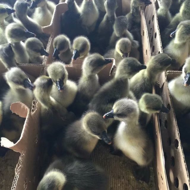 西青鹅的养殖-云南乌踪鹅苗多少钱一只