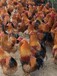 崇明鵝多少錢一只-廣州雞苗孵化場-100只雞可以賺多少錢