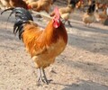 土鸡苗-肉鸭养殖成本