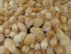 鸡苗价格-大型养鸡场图片
