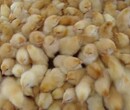 蛋鸡和土鸡的区别-玉溪黑鸡苗多少钱一只-有收购鸭公司吗?