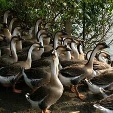 阳江云南土鸡苗蛋鸡苗批发广州麻黄鸡苗价格?图片