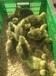 奉賢鴨苗孵化場-溫州雞苗批發市場-重慶哪里有收鵝苗