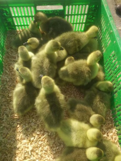 宜春哪里有孵化厂-河池K9鸡苗多少钱一只-斗鸡苗图片