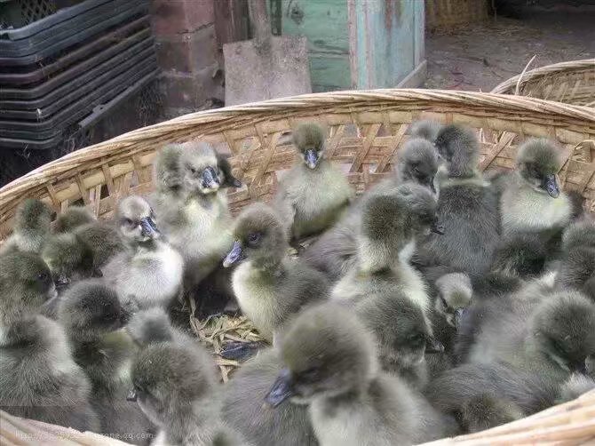 衡水肉鸭-旱鸭子养殖视频-红毛阉鸡苗