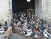 石家庄鸡雏-鸭子养殖加盟提供鸭苗