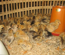 肉鸡-绿壳蛋鸡苗养殖成活率高