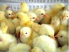 鸡苗批发散养养鸡场投资
