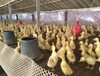 武漢云南土雞苗-獅頭鵝苗價格-一只鵝70天吃多少飼料