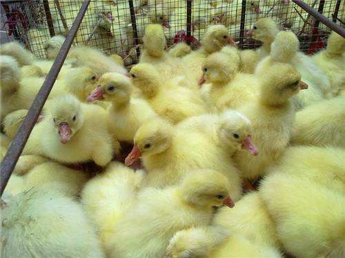 南阳朗德鹅苗价格-养鸡场设计图-玉林鸡苗价格行情