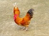 浦東火雞雛-小雞苗怎么養-北京雞苗孵化機