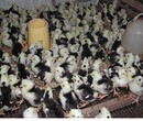 南宁小鸡苗-威海杂交鹅苗多少钱一只-隆昌板栗湾禽苗市场图片