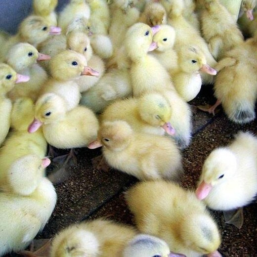 养鸡场-合同养鸭加盟条件