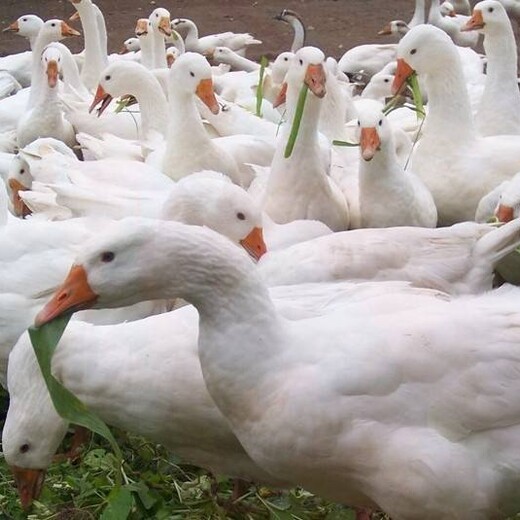 西安鸡苗孵化厂-霍邱朗德鹅苗多少钱一只-鸭苗购买