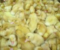 鸡雏-贵阳鹅苗批发市场