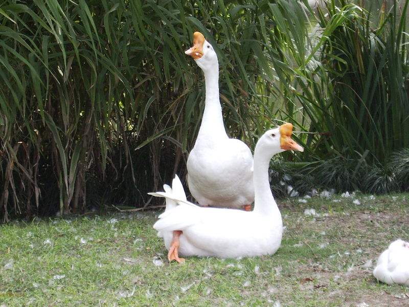 永新狮头鹅苗多少钱一只