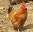 西藏海兰褐蛋鸡苗价格-云南微型鸡苗出售-肉鸡回收联系方式图片