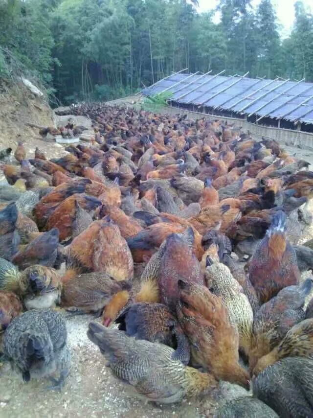 贵州毕节杂交鸭孵化厂