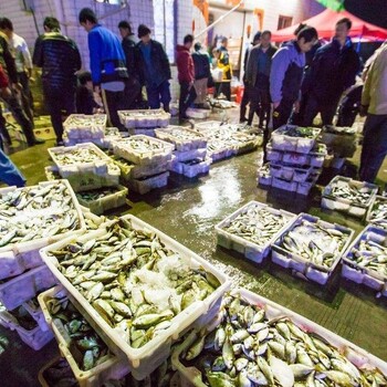 江西海鲜虎斑虾价格