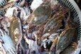 大庆海鲜麻虾价格