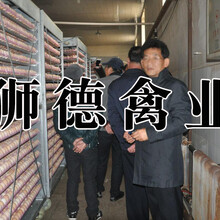 樱桃谷肉鸭苗正规孵化厂-三原县灵山土鸡苗正规孵化厂图片