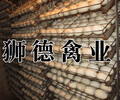 云南临沧绿壳蛋鸡苗养殖方法-广东市场鹅价格行情