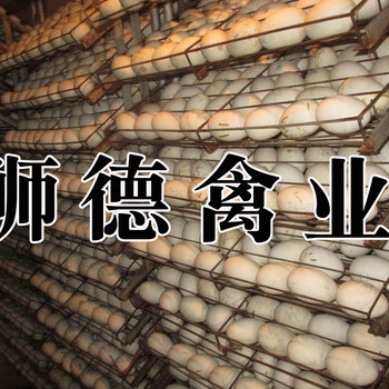 六盘水白鹅苗批发市场地址贵州本地土鸡苗