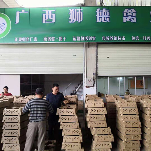 辽宁铁岭黄杂鸡苗市场-宜州狮头鹅苗孵化厂