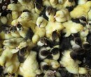 沈陽鐵西區雞苗公司-最大的鵝種圖片