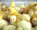 日喀则亚东鸭苗如何脱温-贵港土鸡苗市场