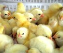 养殖）达州宣汉哪里有小鹅苗+价格走势-孵化场欢迎您图片